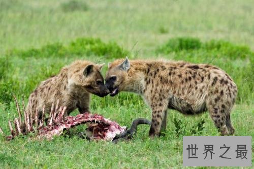 非洲二哥竟然是猥琐斑鬣狗 靠着秘术掏肛之术霸占非洲草原