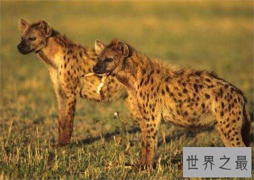 非洲二哥竟然是猥琐斑鬣狗 靠着秘术掏肛之术霸占非洲草原