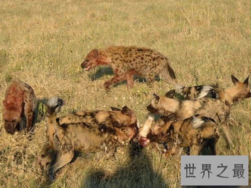 非洲二哥竟然是猥琐斑鬣狗 靠着秘术掏肛之术霸占非洲草原