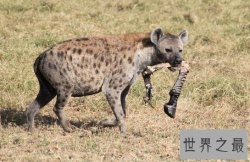 非洲二哥竟然是猥琐斑鬣狗 靠着秘术掏肛之术霸占非洲草原