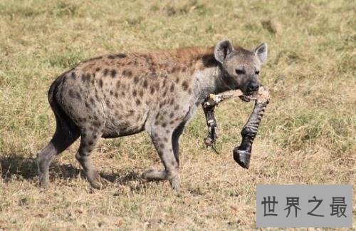 非洲二哥竟然是猥琐斑鬣狗 靠着秘术掏肛之术霸占非洲草原