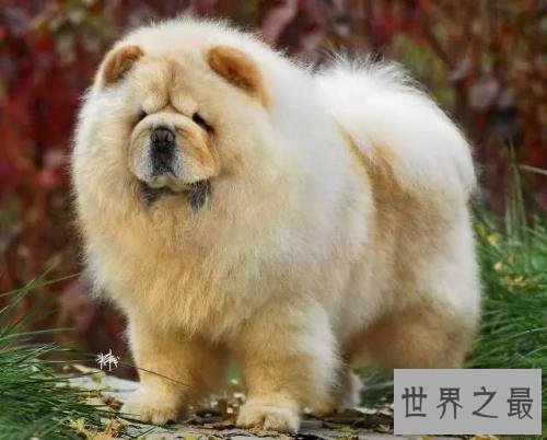 一般狗的寿命长度 狗的寿命计算方式