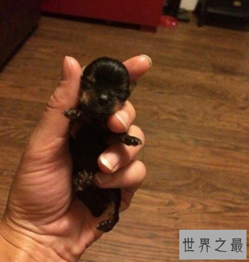 世界最小狗狗名字叫贝尔 身体虽小缺争强好胜