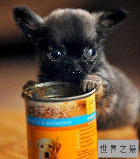 世界最小狗狗名字叫贝尔 身体虽小缺争强好胜