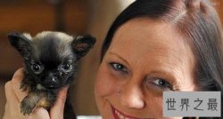 世界最小狗狗名字叫贝尔 身体虽小缺争强好胜