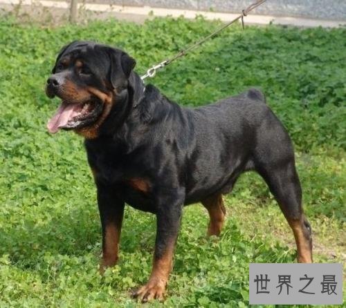 世界狗狗智商排名前十 最聪明的狗狗就是这些