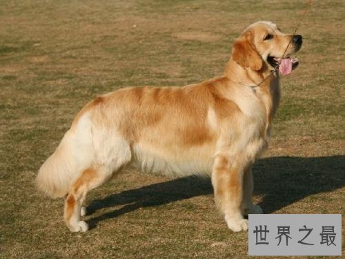 世界狗狗智商排名前十 最聪明的狗狗就是这些