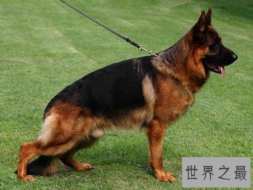 世界狗狗智商排名前十 最聪明的狗狗就是这些