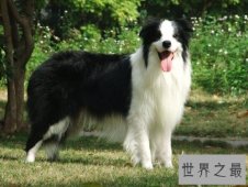 世界狗狗智商排名前十 最聪明的狗狗就是这些