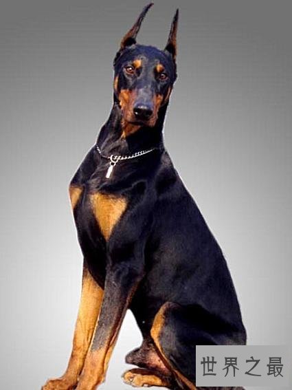 世界狗狗智商排名前十 最聪明的狗狗就是这些