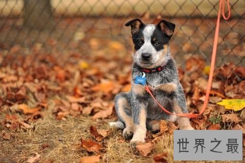 世界狗狗智商排名前十 最聪明的狗狗就是这些