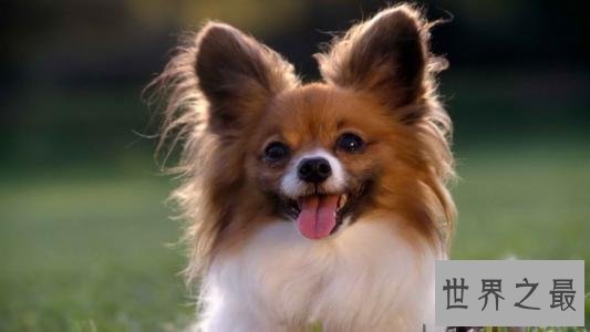 世界狗狗智商排名前十 最聪明的狗狗就是这些