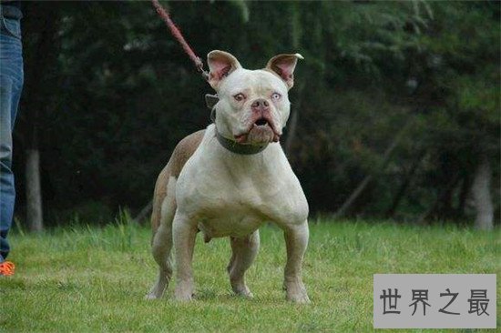 美国斗牛犬 世界各种犬类当中的健美先生