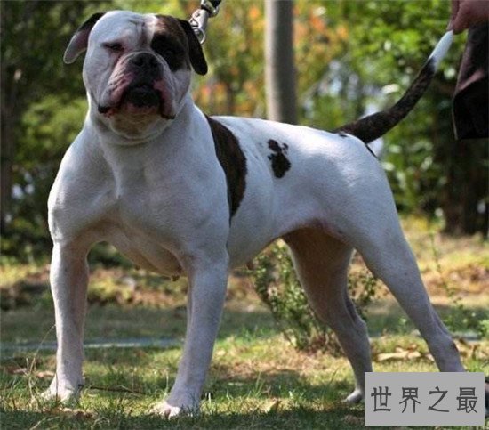 美国斗牛犬 世界各种犬类当中的健美先生