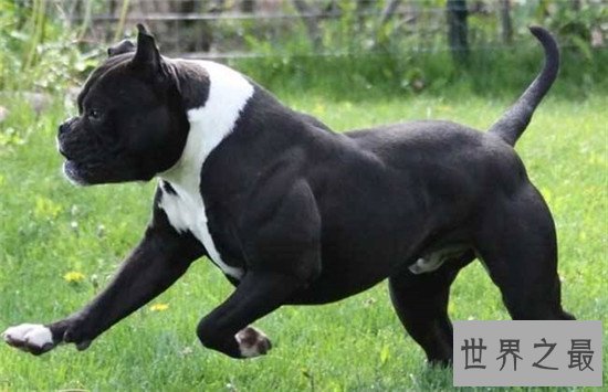 美国斗牛犬 世界各种犬类当中的健美先生