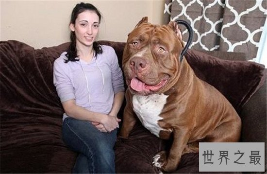 美国斗牛犬 世界各种犬类当中的健美先生