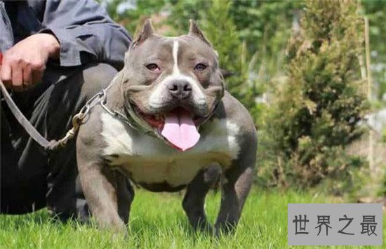 美国斗牛犬 世界各种犬类当中的健美先生