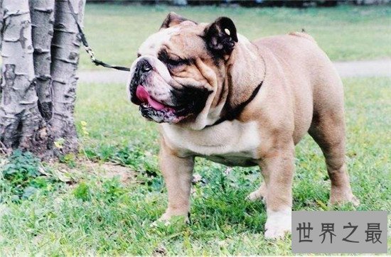 美国斗牛犬 世界各种犬类当中的健美先生