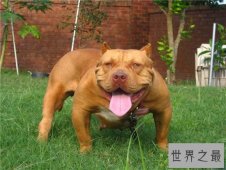 美国斗牛犬 世界各种犬类当中的健美先生