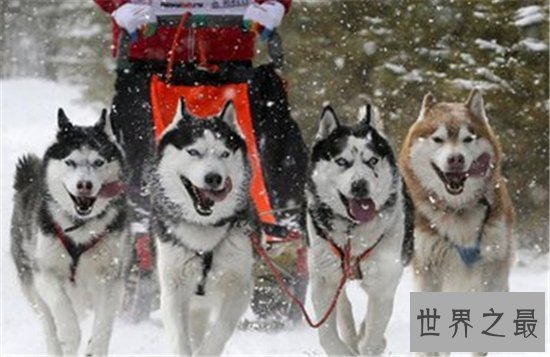 想知道哈士奇和狼的区别是什么嘛？如何区别狼和哈士奇