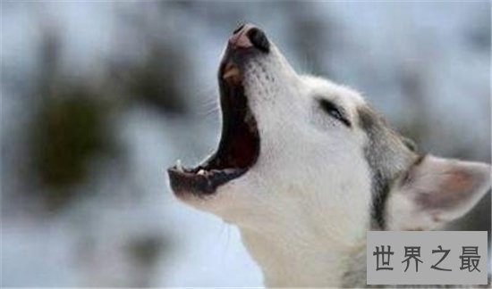 想知道哈士奇和狼的区别是什么嘛？如何区别狼和哈士奇