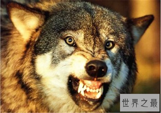 想知道哈士奇和狼的区别是什么嘛？如何区别狼和哈士奇