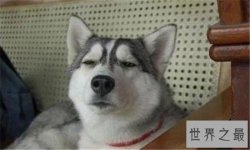 想知道哈士奇和狼的区别是什么嘛？如何区别狼和哈士奇