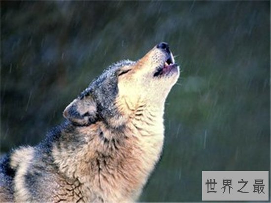 想知道哈士奇和狼的区别是什么嘛？如何区别狼和哈士奇