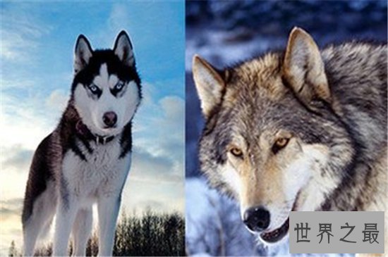 想知道哈士奇和狼的区别是什么嘛？如何区别狼和哈士奇