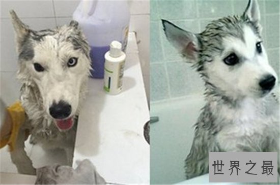 史上最二的狗狗哈士奇好养吗 如何对哈士奇进行护理和管教