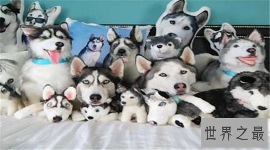 如何判断纯种哈士奇是不是真的是纯种的 纯种哈士奇多少钱才能买得到