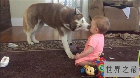 如何判断纯种哈士奇是不是真的是纯种的 纯种哈士奇多少钱才能买得到