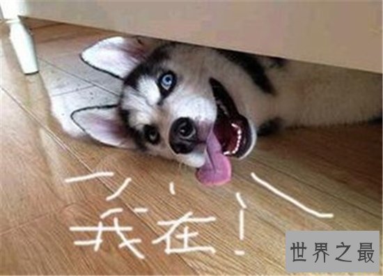 如何判断纯种哈士奇是不是真的是纯种的 纯种哈士奇多少钱才能买得到