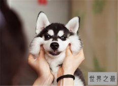 如何判断纯种哈士奇是不是真的是纯种的 纯种哈士奇多少钱才能买得到