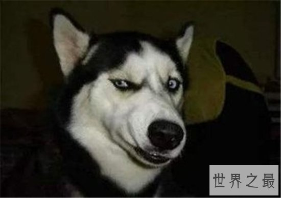 如何判断纯种哈士奇是不是真的是纯种的 纯种哈士奇多少钱才能买得到