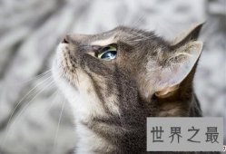 对于有生命有感情有家人的宠物，如何看待宠物安乐死