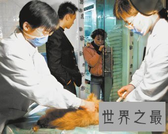 对于有生命有感情有家人的宠物，如何看待宠物安乐死