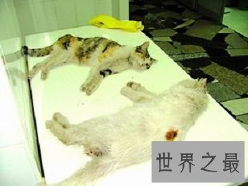 对于有生命有感情有家人的宠物，如何看待宠物安乐死