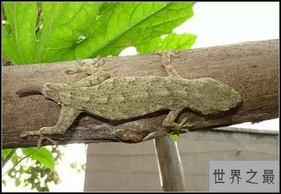 壁虎有何价值？壁虎养殖有前途吗？