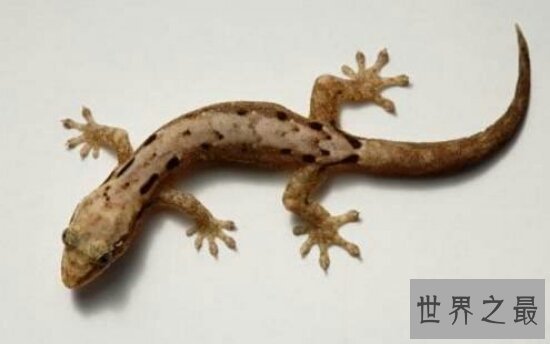 家里有壁虎怎么办?家里有壁虎是好是坏?