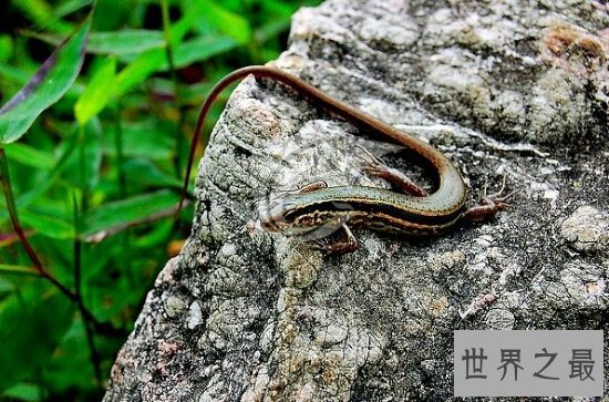 家里有壁虎怎么办?家里有壁虎是好是坏?