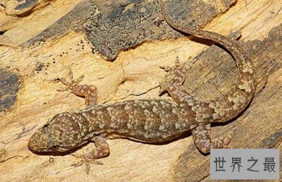 家里有壁虎怎么办?家里有壁虎是好是坏?