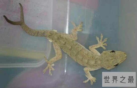 家里有壁虎怎么办?家里有壁虎是好是坏?