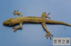 家里有壁虎怎么办？家里有壁虎是好是坏？