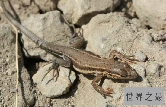 家里有壁虎怎么办?家里有壁虎是好是坏?