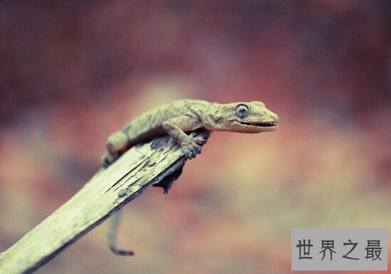 抓虫小能手壁虎有毒吗?被壁虎碰了怎么办?