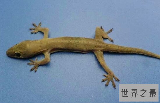 抓虫小能手壁虎有毒吗?被壁虎碰了怎么办?