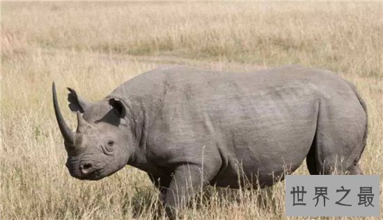 中国犀牛在清朝已全部灭绝 尼泊尔送两只独角犀牛作回礼