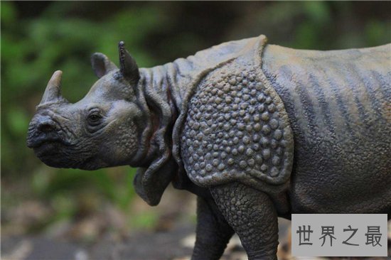 中国犀牛在清朝已全部灭绝 尼泊尔送两只独角犀牛作回礼