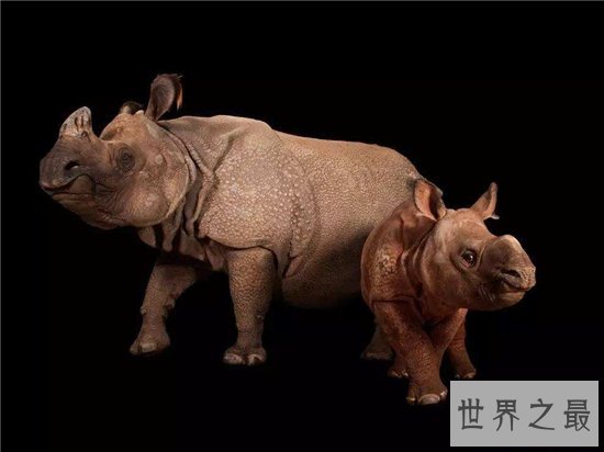 中国犀牛在清朝已全部灭绝 尼泊尔送两只独角犀牛作回礼